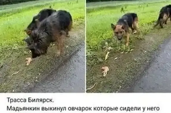 Найдена собака, , фото: Собака найдена: Казань, Татарстан