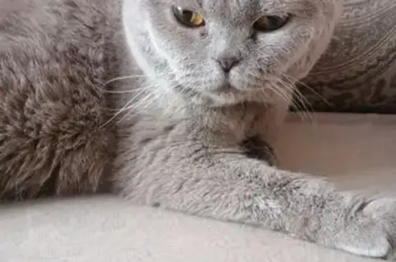 Ласковая кошка найдена на Островского, 4