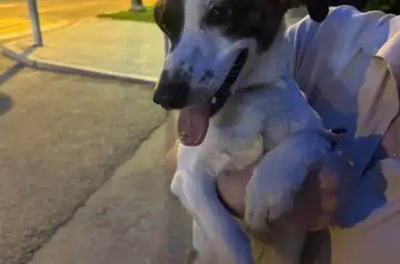 Найдена собака, Липецк, фото: Собака найдена: Ленина, 34А, Липецк