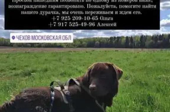Собаки потеряшки, Чехов, фото: Потеряшка лабрадор, Береговая 4, Чехов