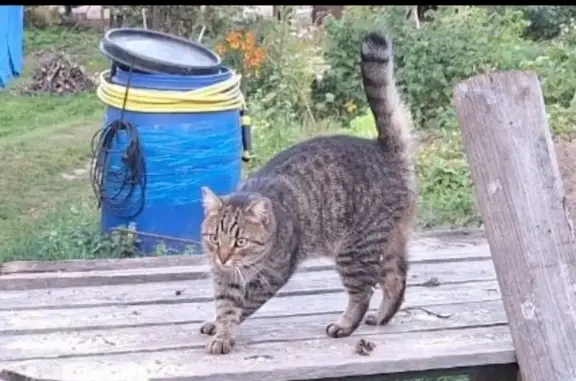 Кошки потеряшки, Верея, фото: Потеряшка кошка, Островецкое ш., 12, Верея