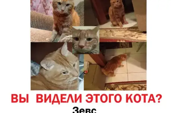 Пропала кошка на ул. Б. Хмельницкого, 40