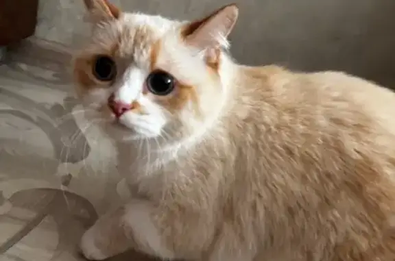 Найдена кошка, Радужный, фото: Сиамская кошка найдена в подъезде, 1 Радужный