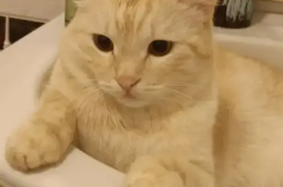 Кошки потеряшки, Новиковское, фото: Потеряшка кошка в Асино, Новиково-Воронино