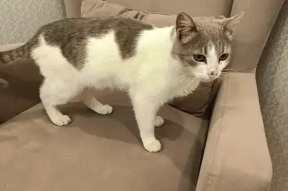 Кошка найдена: Комсомольская 86, Йошкар-Ола