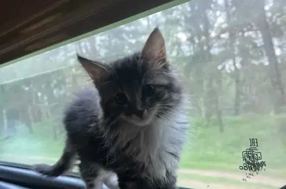Пропал котёнок, МО, мраморный окрас
