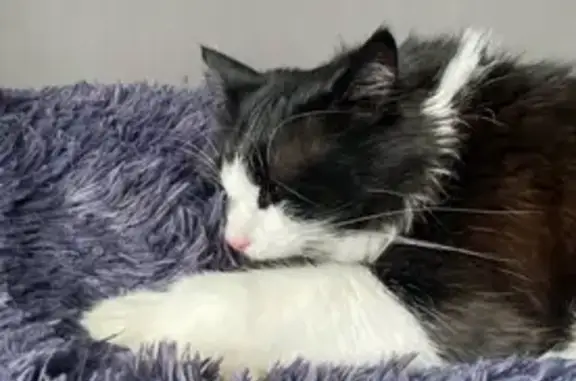 Пропала кошка, ул. Котовского 102, Краснодар