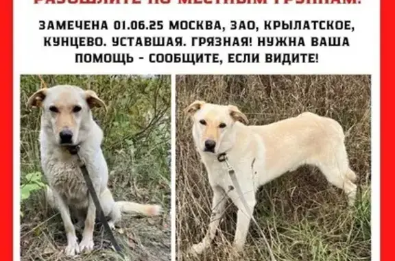 Пропала собака, Рублёвское шоссе, Москва