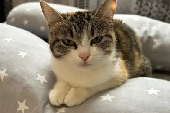 Кошки потеряшки, совхоза «Мамадышский», фото: Потеряшка кошка, Школьная ул. 4, Мамадышский