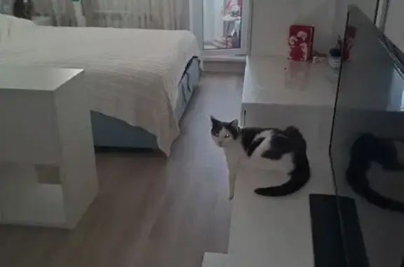 Кошки потеряшки, Москва, фото: Потеряшка кошка, Вешняковская ул., 14 к1