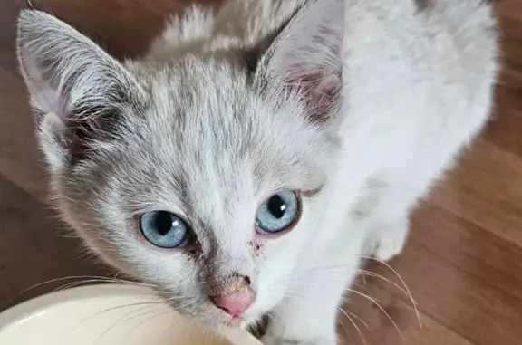 Найдена белая кошка, ул. Безноскова, 5