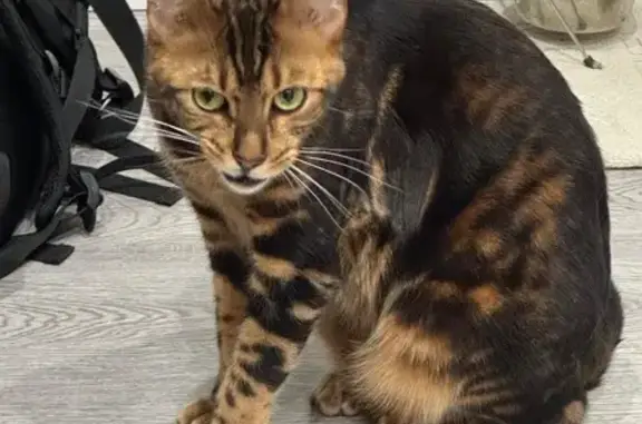 Кошки потеряшки, , фото: Потеряшка бенгальская кошка, Ореховая 141