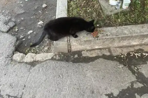 Найдена кошка, Орёл, фото: Черная кошка найдена на Дубровинского, 58