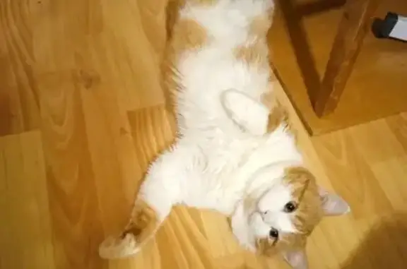 Кошки потеряшки, Нагаево, фото: Потеряшка кошка, ул. Лутфуллина, 3, Нагаево