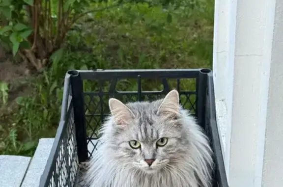 Кошки потеряшки, Московская область, фото: Потеряшка кошка в ДНП Лисавино-2, МО