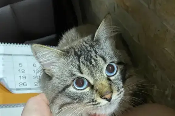 Объявления о пропавших и найденных животных, Балашов, фото: Пропала кошка, Фестивальная 10, Балашов