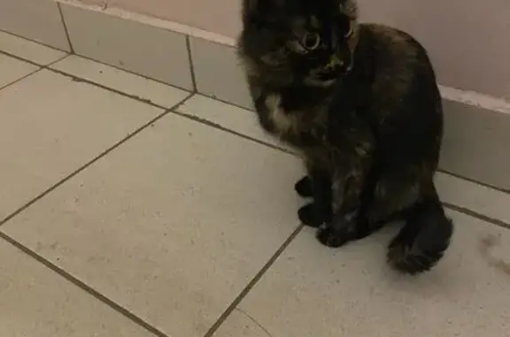 Кошка найдена: ул. Карпинского 109, Пермь