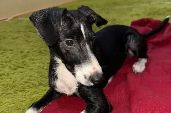 Щенок найден на пр. Чекистов, 35Б, Краснодар