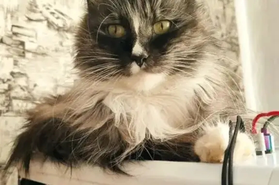 Кошки потеряшки, Черемхово, фото: Потеряшка кошка, Первомайская 15, Черемхово