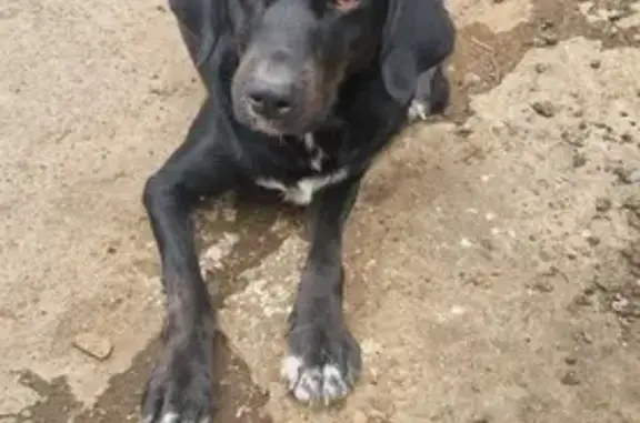 Собака найдена: Целинная 2Г, Хабаровск