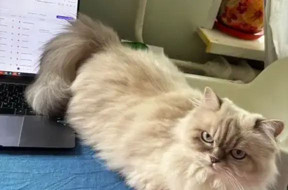 Кошки потеряшки, Москва, фото: Потеряшка кошка Боня, Марьина Роща, 7/9