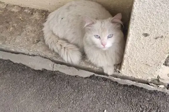 Найдена кошка, 2-й пр-д Блинова, 8, Саратов