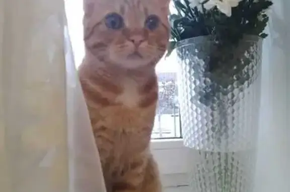 Пропала кошка, Лиговка 95, Конаково
