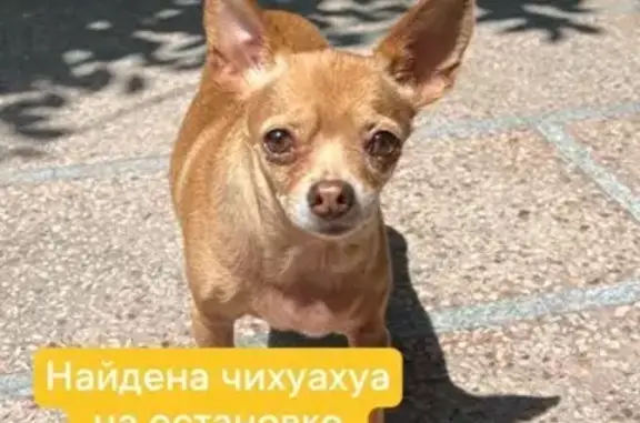Найдена собака, , фото: Собака найдена на ул. Маяковского, 9