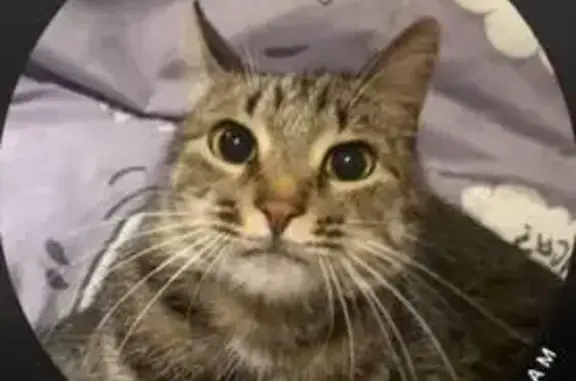 Потерянные животные Оренбург, фото: Пропала кошка Василий, пр. Победы 151/1