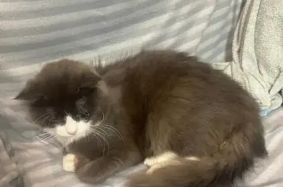 Пропала кошка, Пласт, Городской пер. 14