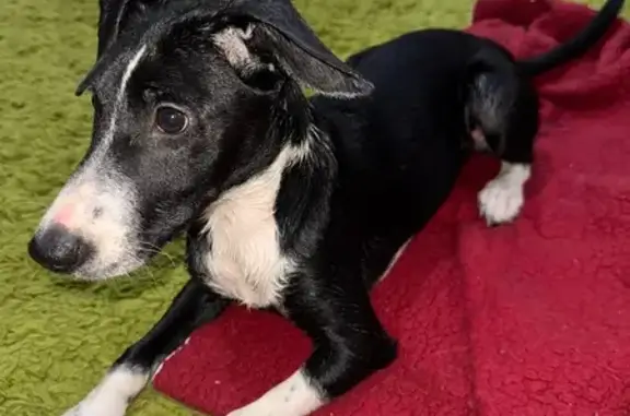 Собака найдена на пр. Чекистов, 25/2