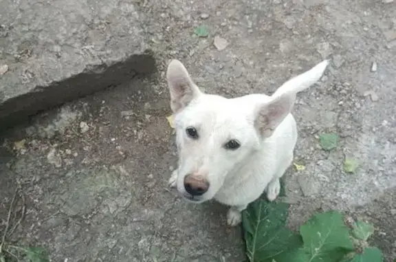 Найдена собака, ул. Космонавтов, 9, Воронеж