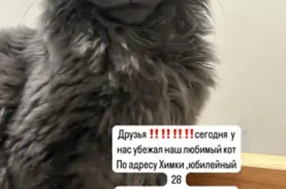Поиск домашних животных, фото: Пропала кошка, Юбилейный пр-т, 66, Химки