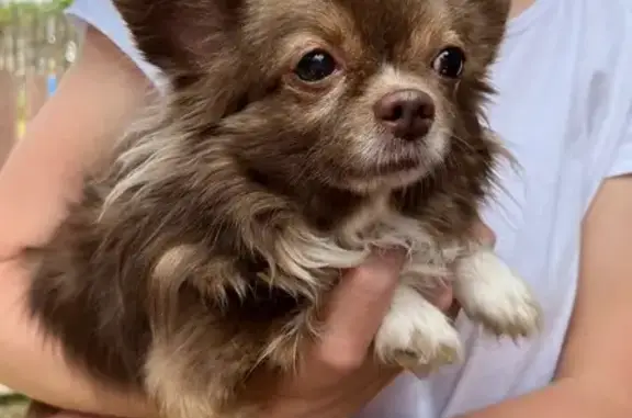 Найдена собака, Толмачево, фото: Чихуахуа найдена: Морская ул, 7, Толмачёво