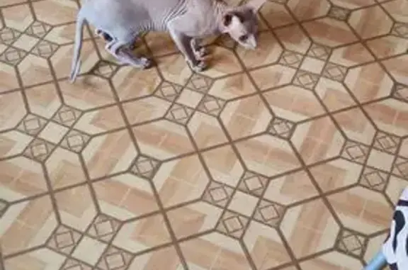 Найдена кошка, Сергач, фото: Сфинкс найден: ул. Строителей, 28, Сергач