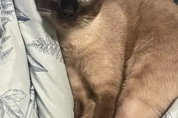 Пропала кошка, Краснореченская 211, Хабаровск