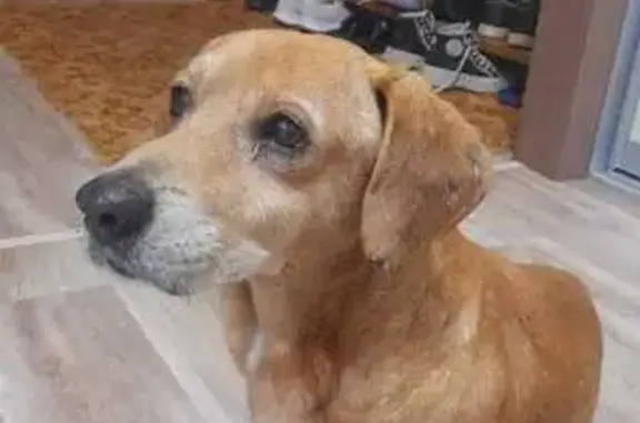 Найдена собака, Хабаровск, фото: Найдена собака у Маяка, Суворова 80, ХБР.