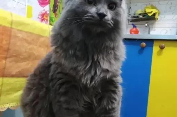 Пропала кошка, ул. Изыскателей, 13, Ноябрьск
