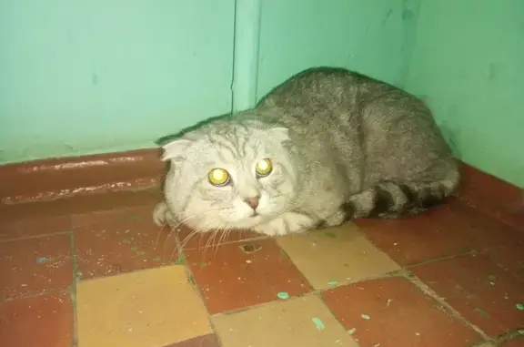 Найдена кошка, Ярославль, фото: Кошка найдена: Автозаводская, 93, Ярославль