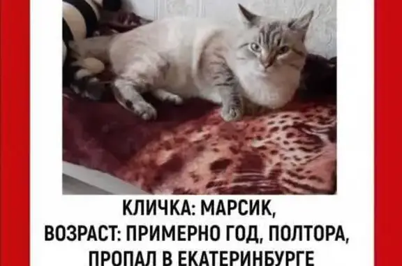 Пропала кошка, ул. 22-го Партсъезда, 15