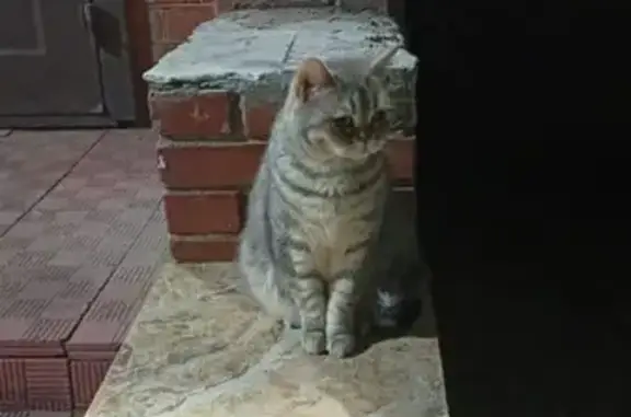 Найдена кошка, Астана, фото: Кошка найдена, пр. Абая 5, Астана