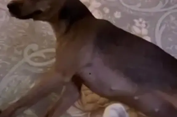 Найдена собака, Иркутск, фото: Пропала собака, ул. Фрунзе, 11, Иркутск