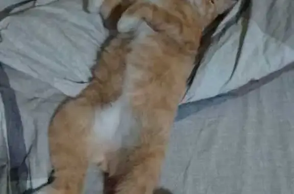 Кошки потеряшки, Кызыл, фото: Потеряшка кошка, Ключевая ул. 74, Кызыл