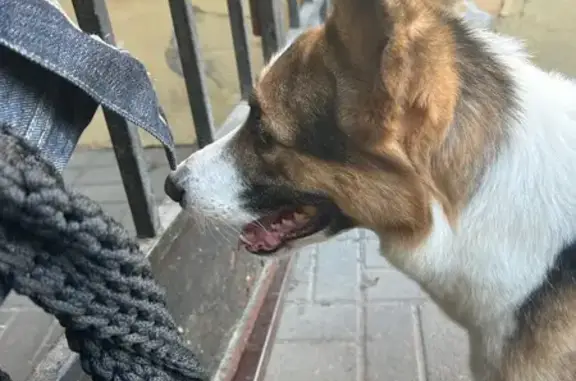 Триколор собака найдена, Некрасова СПб