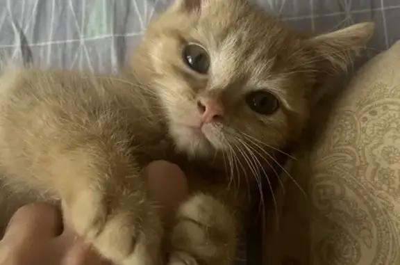 Пропала рыжая кошка, Котельники 25 к1