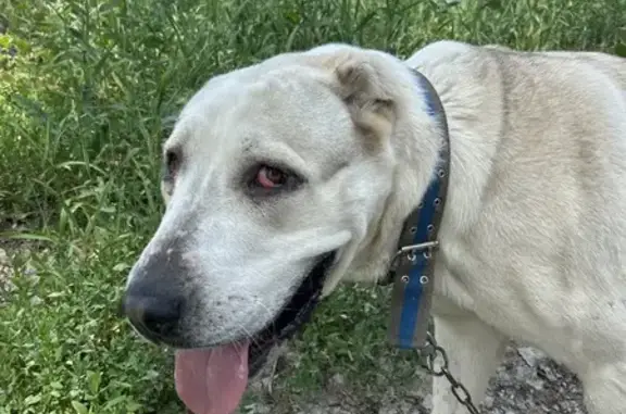 Найдена собака, Энгельс, фото: Собака найдена: ул. Тургенева, Энгельс