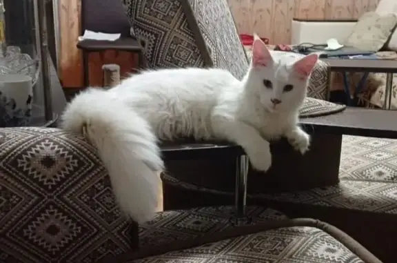 Пропал белый котёнок, ул. Посадская 32/3