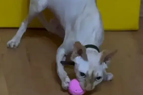 Кошки потеряшки, Тульская область, фото: Потеряшка кошка, Крапивенское, Тула.