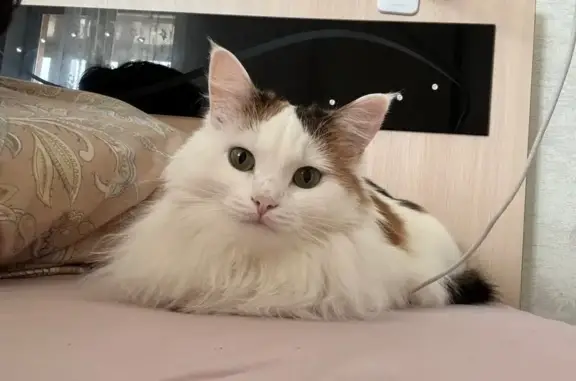 Потерянные животные Оренбург, фото: Пропала кошка, Кольцевая 17/1, Оренбург