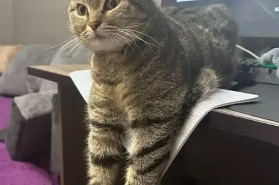 Пропала кошка, ул. Фрунзе, 1, Ставрополь